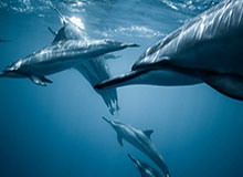 五大联赛直播-郝伟：胜利是对这一年的回报 克服困难完成任务